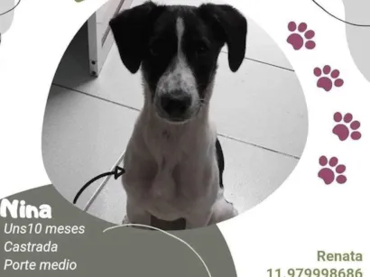 Cachorro raça SRD-ViraLata idade 7 a 11 meses nome Nina 