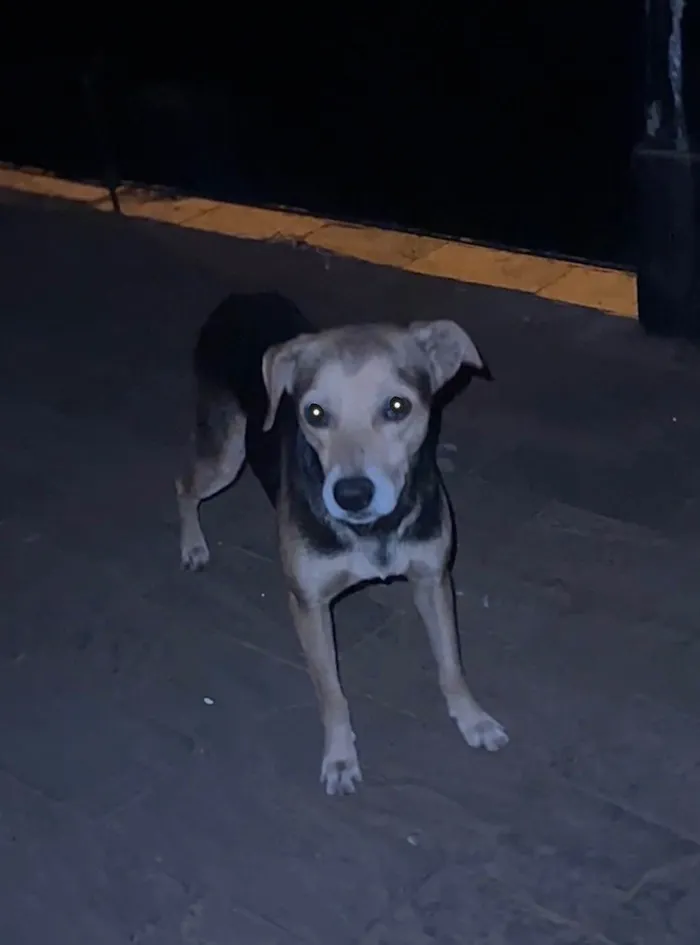 Cachorro ra a SRD-ViraLata idade 7 a 11 meses nome Sem nome