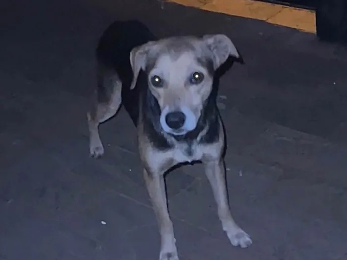 Cachorro ra a SRD-ViraLata idade 7 a 11 meses nome Sem nome