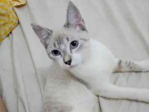 Gato raça SRD-ViraLata idade 7 a 11 meses nome Amora 