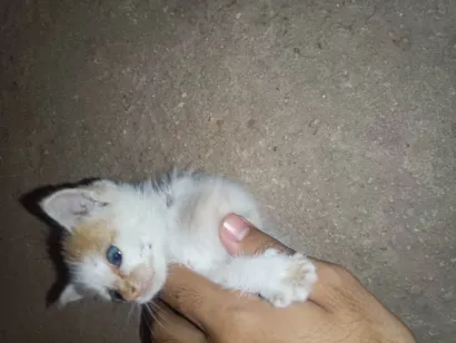 Gato raça Siamês idade Abaixo de 2 meses nome Sem nome