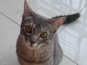 Gato raça SRD-ViraLata idade 7 a 11 meses nome snow