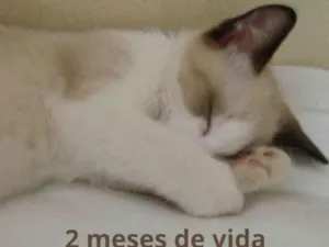 Gato raça SRD-ViraLata idade 2 a 6 meses nome Darwin