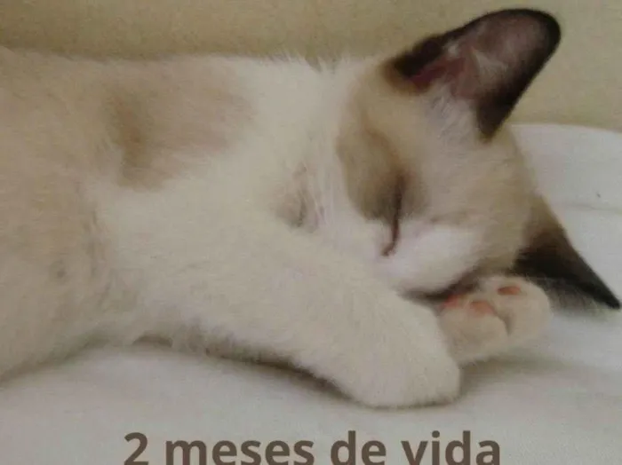 Gato ra a SRD-ViraLata idade 2 a 6 meses nome Darwin