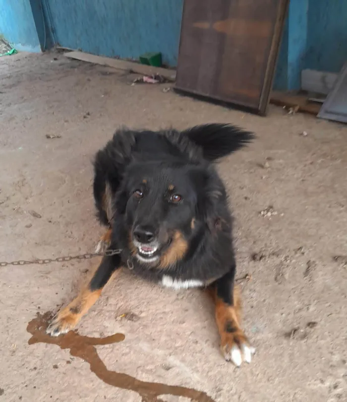 Cachorro ra a SRD-ViraLata idade 1 ano nome Pelua 