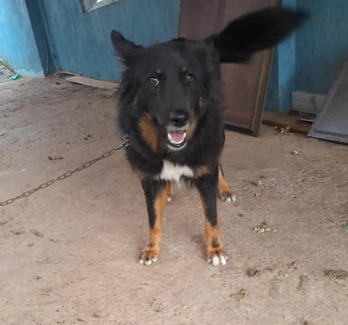 Cachorro ra a SRD-ViraLata idade 1 ano nome Pelua 