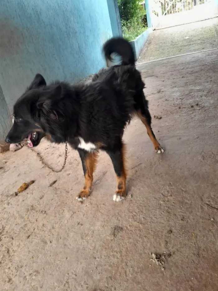 Cachorro ra a SRD-ViraLata idade 1 ano nome Pelua 