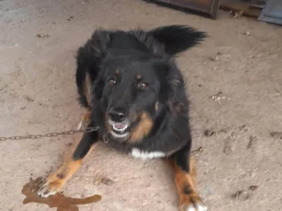 Cachorro raça SRD-ViraLata idade 1 ano nome Pelua 