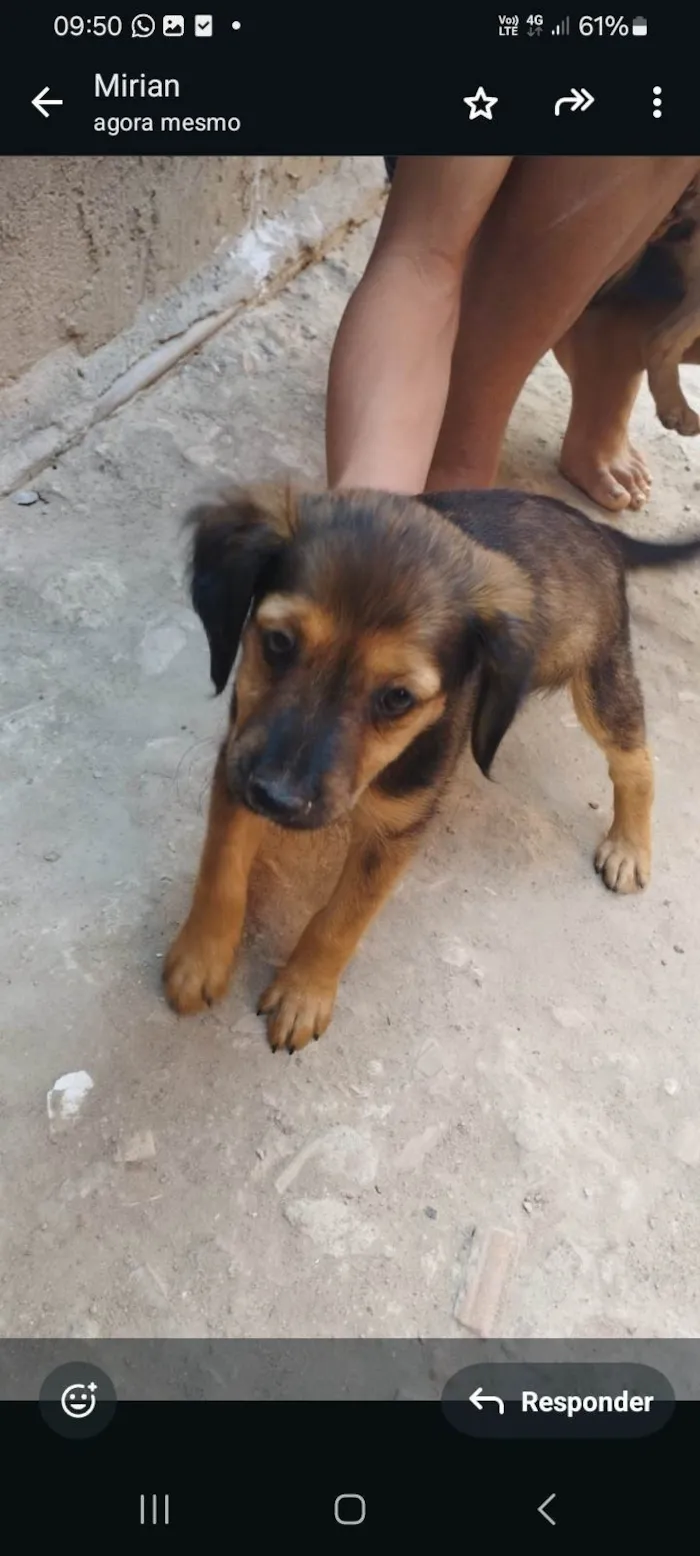 Cachorro ra a SRD-ViraLata idade 2 a 6 meses nome Pitucha