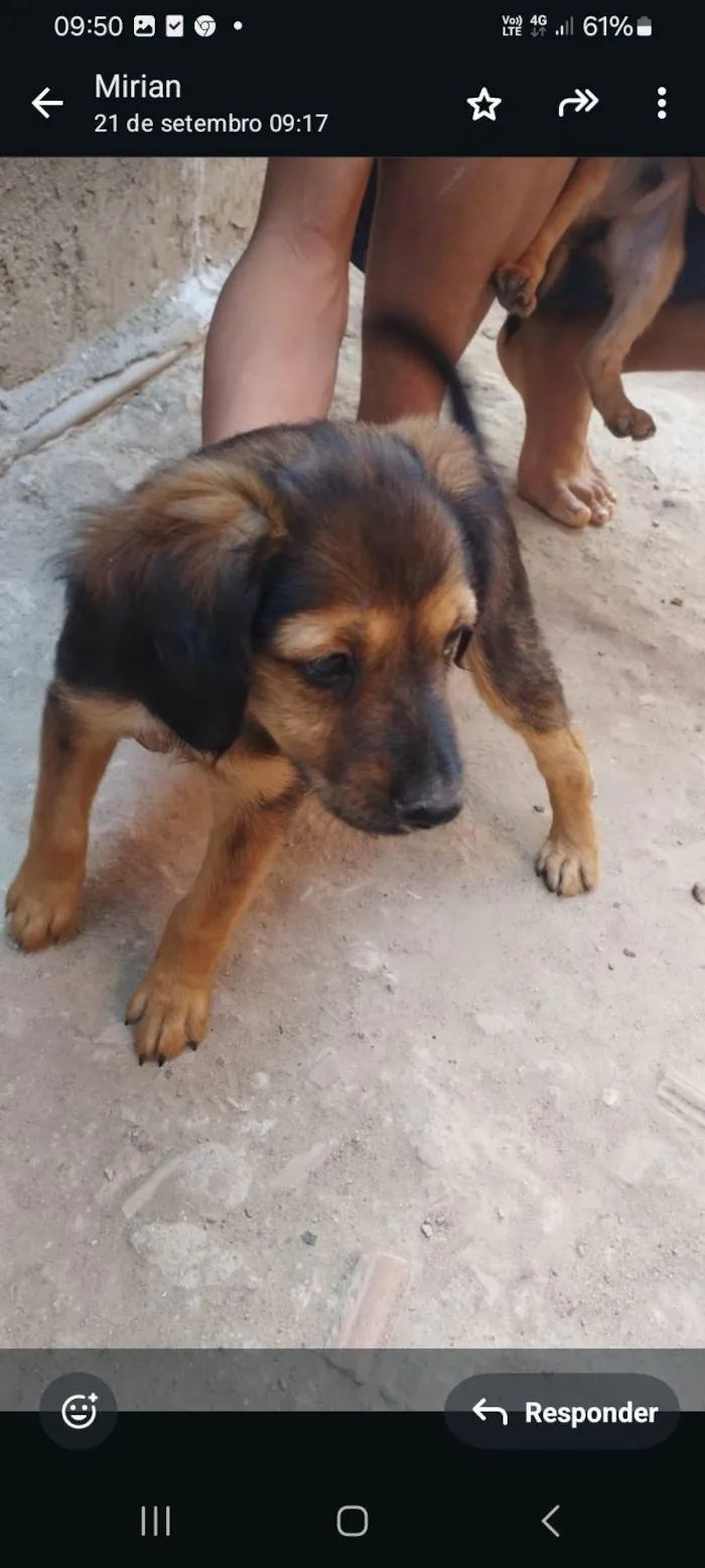 Cachorro ra a SRD-ViraLata idade 2 a 6 meses nome Pitucha