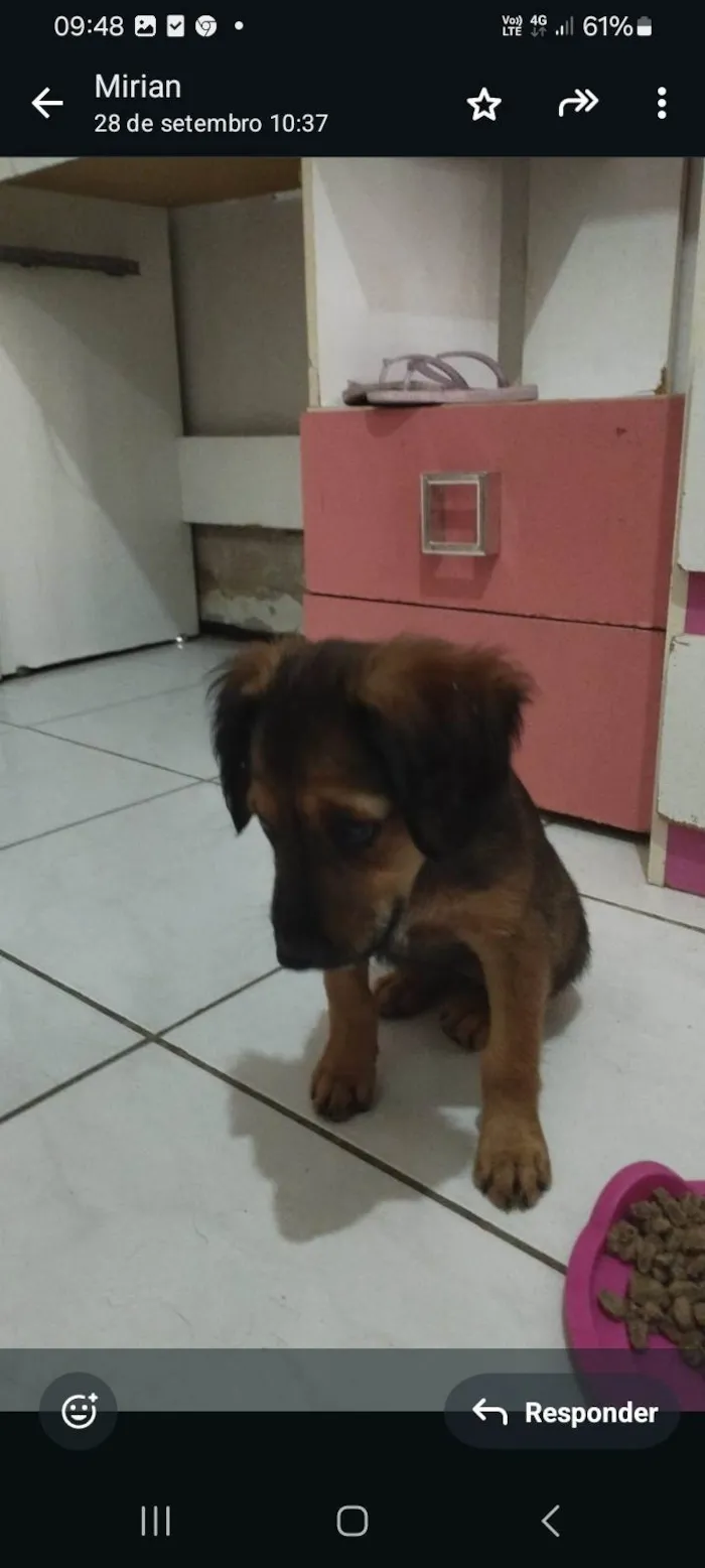 Cachorro ra a SRD-ViraLata idade 2 a 6 meses nome Pitucha