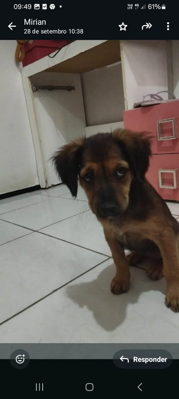 Cachorro ra a SRD-ViraLata idade 2 a 6 meses nome Pitucha