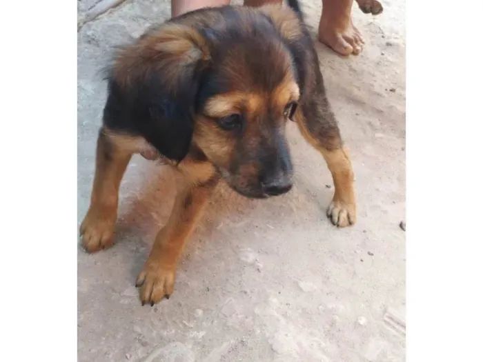 Cachorro ra a SRD-ViraLata idade 2 a 6 meses nome Pitucha