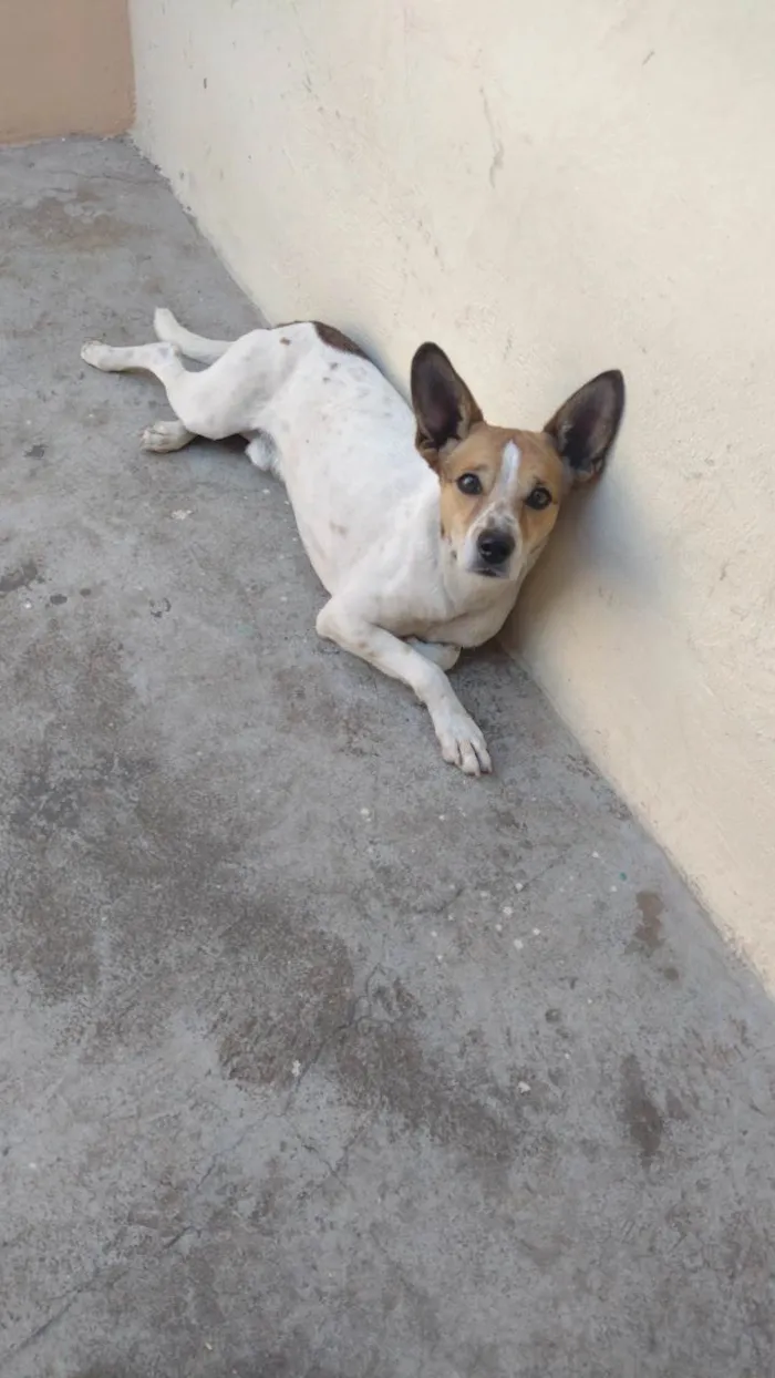 Cachorro ra a SRD-ViraLata idade 1 ano nome Snop