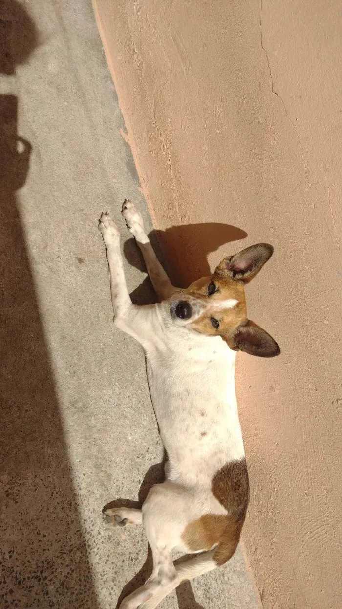 Cachorro ra a SRD-ViraLata idade 1 ano nome Snop