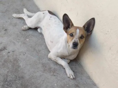 Cachorro raça SRD-ViraLata idade 1 ano nome Snop