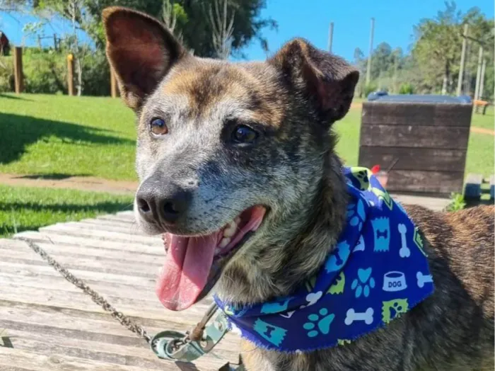 Cachorro ra a SRD-ViraLata idade 6 ou mais anos nome Zeca