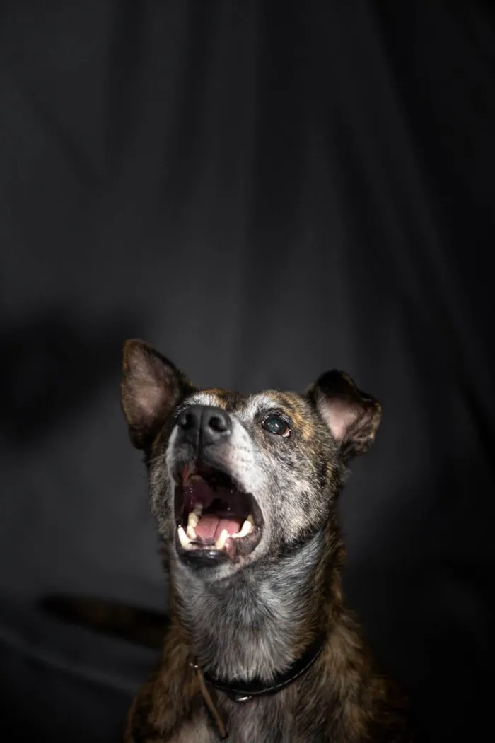 Cachorro ra a SRD-ViraLata idade 6 ou mais anos nome Zeca