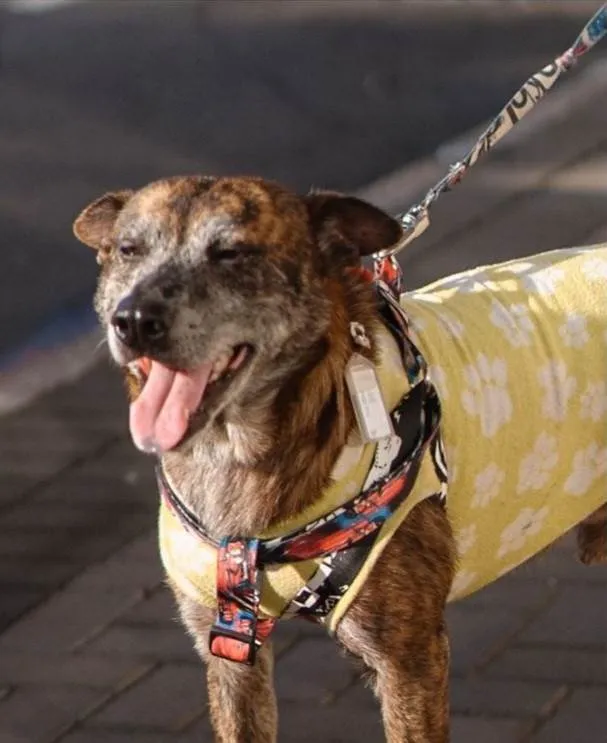 Cachorro ra a SRD-ViraLata idade 6 ou mais anos nome Zeca