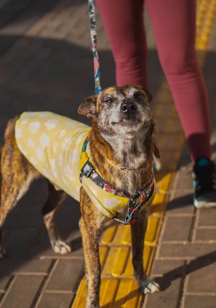 Cachorro ra a SRD-ViraLata idade 6 ou mais anos nome Zeca