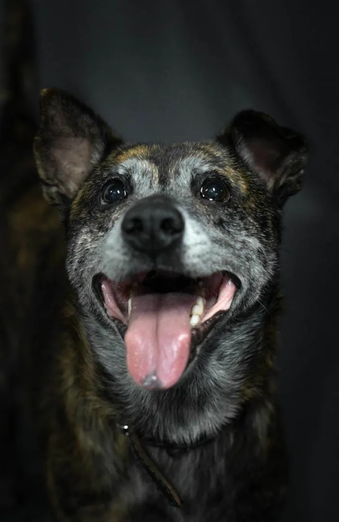 Cachorro ra a SRD-ViraLata idade 6 ou mais anos nome Zeca