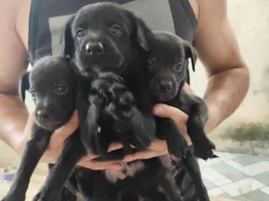 Cachorro raça SRD-ViraLata idade Abaixo de 2 meses nome Jamile 