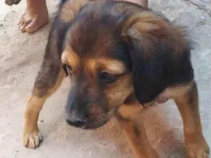 Cachorro raça SRD-ViraLata idade 2 a 6 meses nome Pitucha