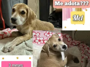 Cachorro raça SRD-ViraLata idade 2 a 6 meses nome Mel