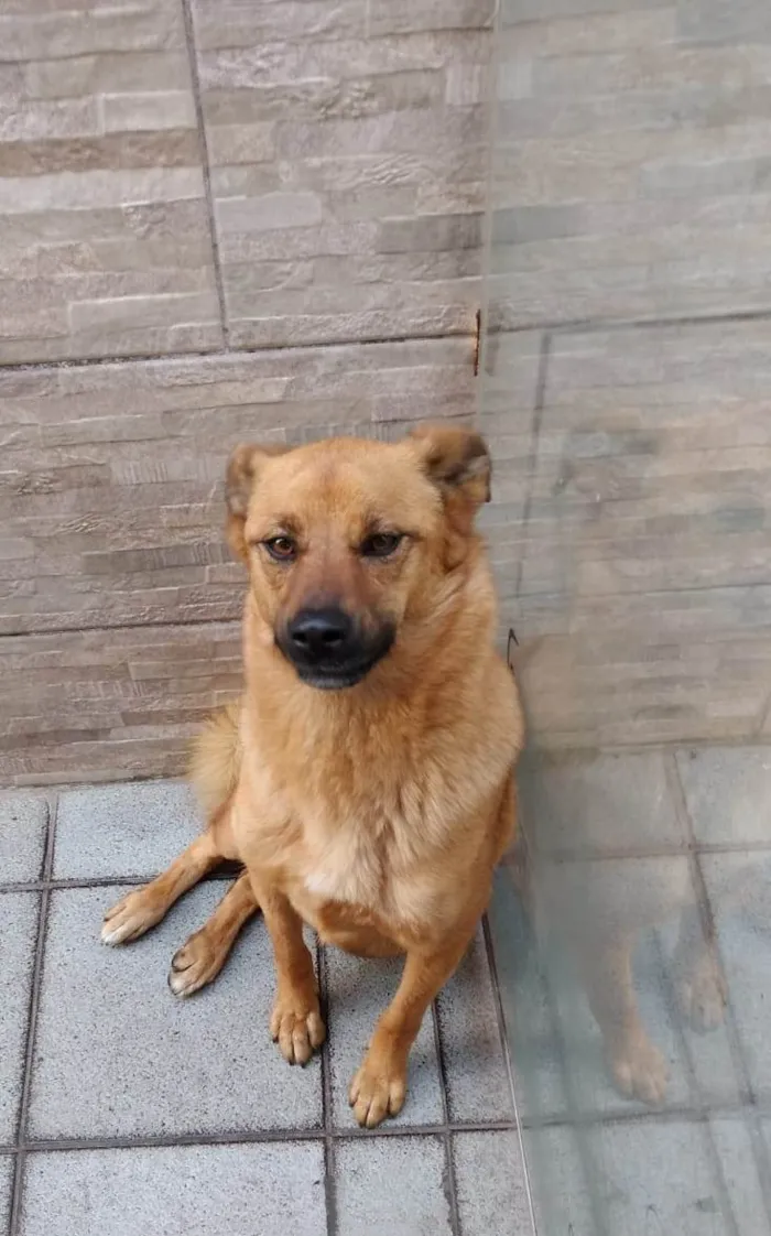 Cachorro ra a Fox Terrier idade 3 anos nome Amora