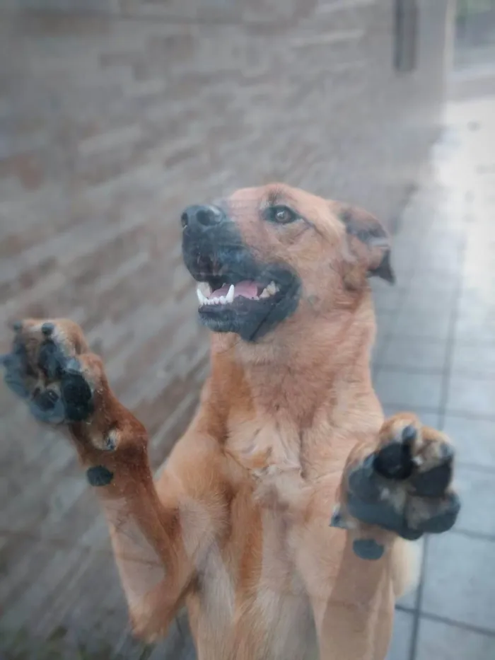 Cachorro ra a Fox Terrier idade 3 anos nome Amora