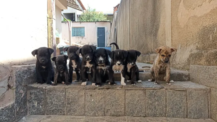 Cachorro ra a SRD-ViraLata idade 2 a 6 meses nome Sem nomw