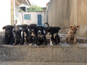 Cachorro raça SRD-ViraLata idade 2 a 6 meses nome Sem nomw