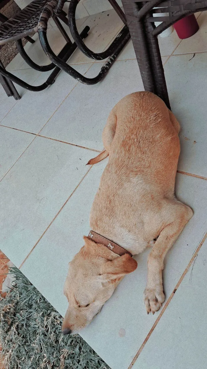 Cachorro ra a SRD-ViraLata idade 2 anos nome Radasha, jafar, tasha