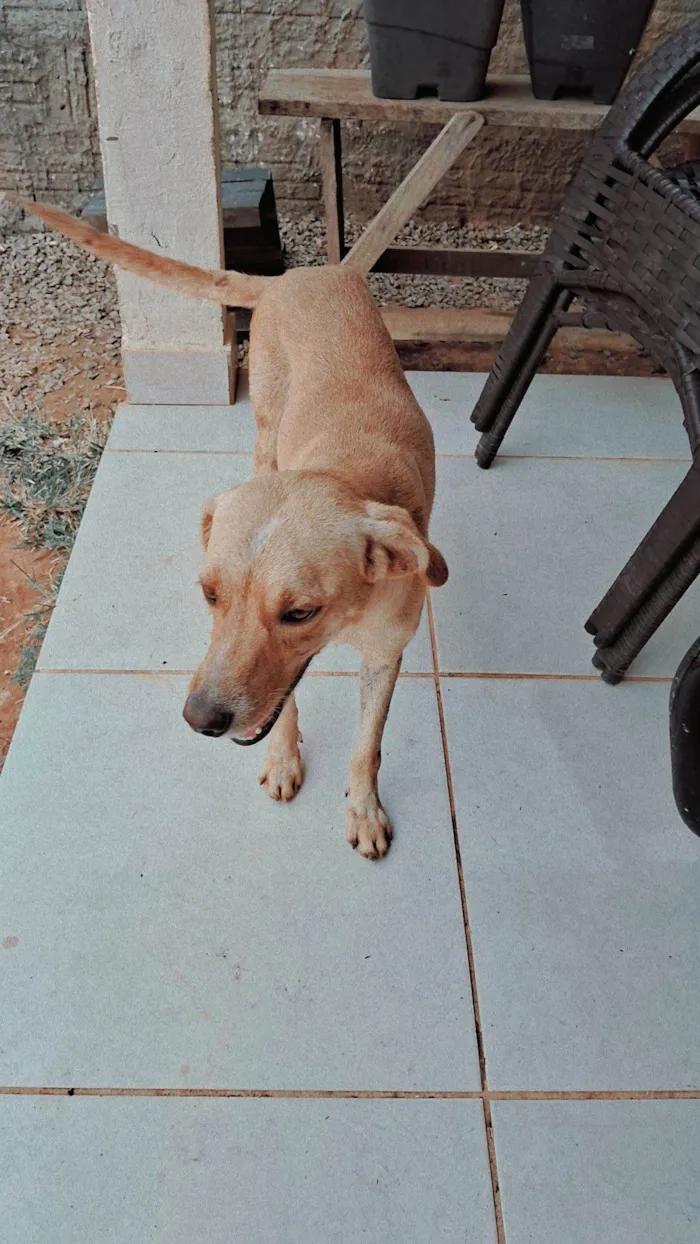 Cachorro ra a SRD-ViraLata idade 2 anos nome Radasha, jafar, tasha