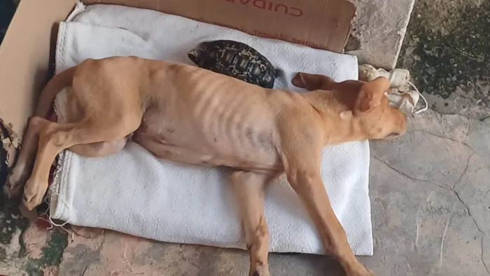 Cachorro ra a SRD-ViraLata idade 7 a 11 meses nome Caramelo 