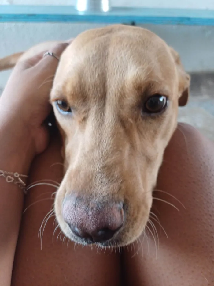 Cachorro ra a SRD-ViraLata idade 7 a 11 meses nome Caramelo 