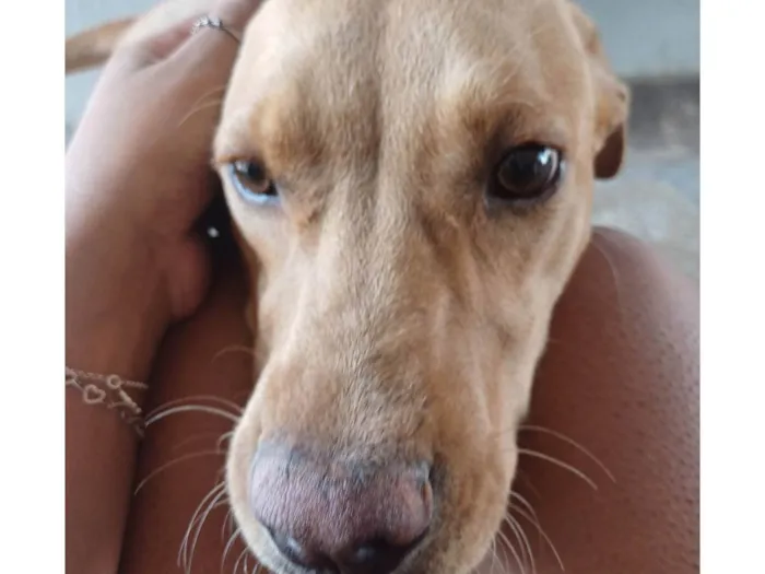 Cachorro ra a SRD-ViraLata idade 7 a 11 meses nome Caramelo 