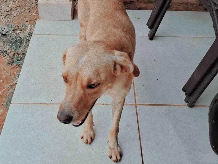 Cachorro ra a SRD-ViraLata idade 2 anos nome Radasha, jafar, tasha