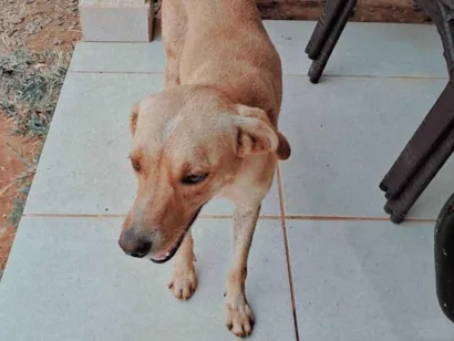 Cachorro raça SRD-ViraLata idade 2 anos nome Radasha, jafar, tasha