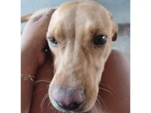 Cachorro raça SRD-ViraLata idade 7 a 11 meses nome Caramelo 