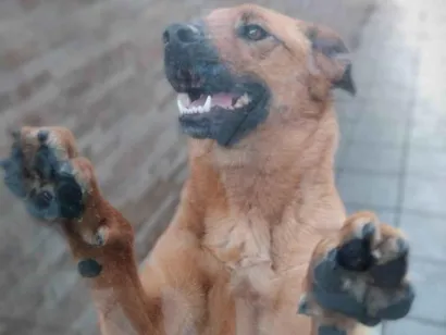 Cachorro raça SRD-ViraLata idade 2 a 6 meses nome Alice