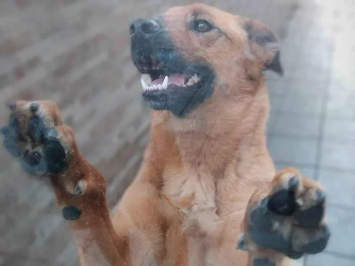 Cachorro ra a SRD-ViraLata idade 2 a 6 meses nome Alice