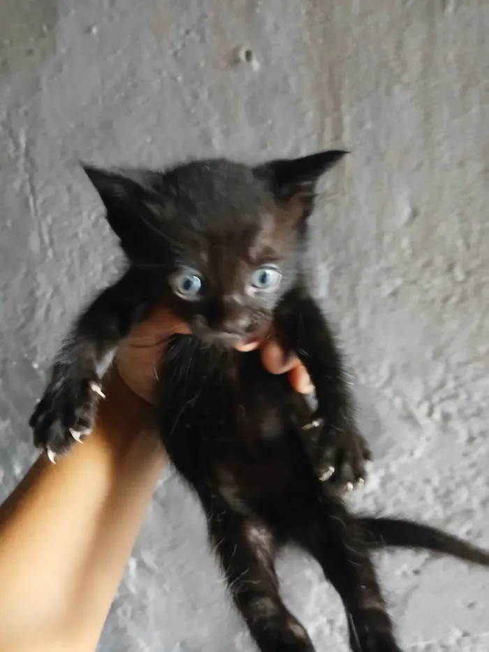 Gato ra a SRD-ViraLata idade Abaixo de 2 meses nome Sem nome