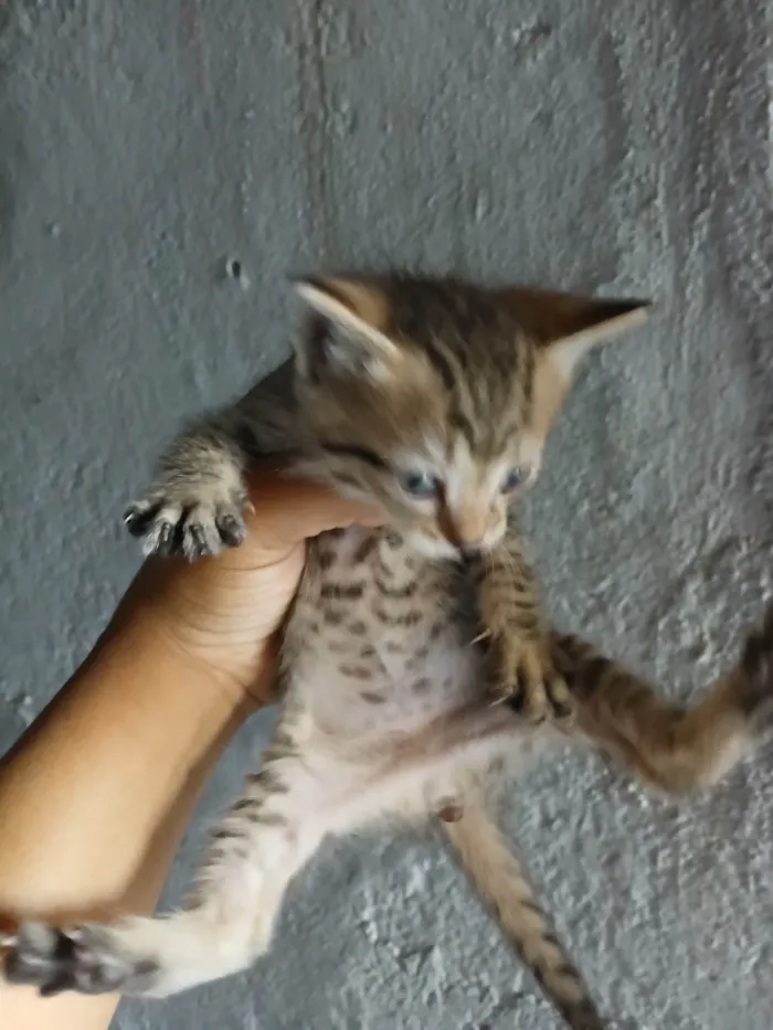 Gato ra a SRD-ViraLata idade Abaixo de 2 meses nome Sem nome