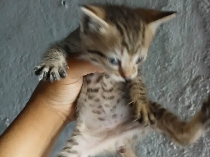 Gato ra a SRD-ViraLata idade Abaixo de 2 meses nome Sem nome