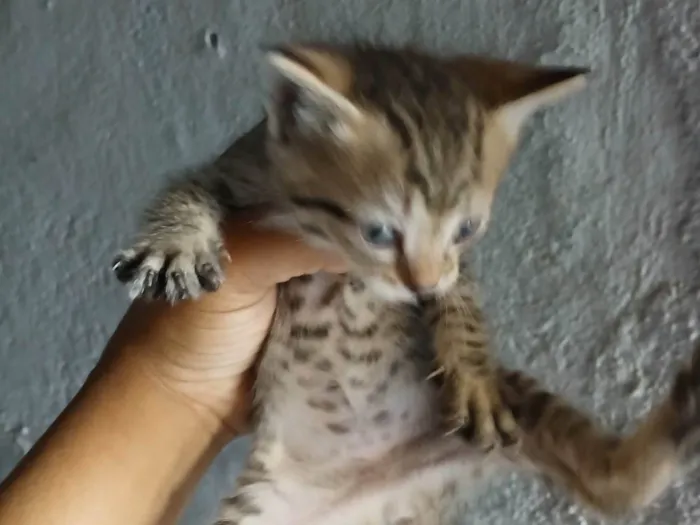 Gato ra a SRD-ViraLata idade Abaixo de 2 meses nome Sem nome