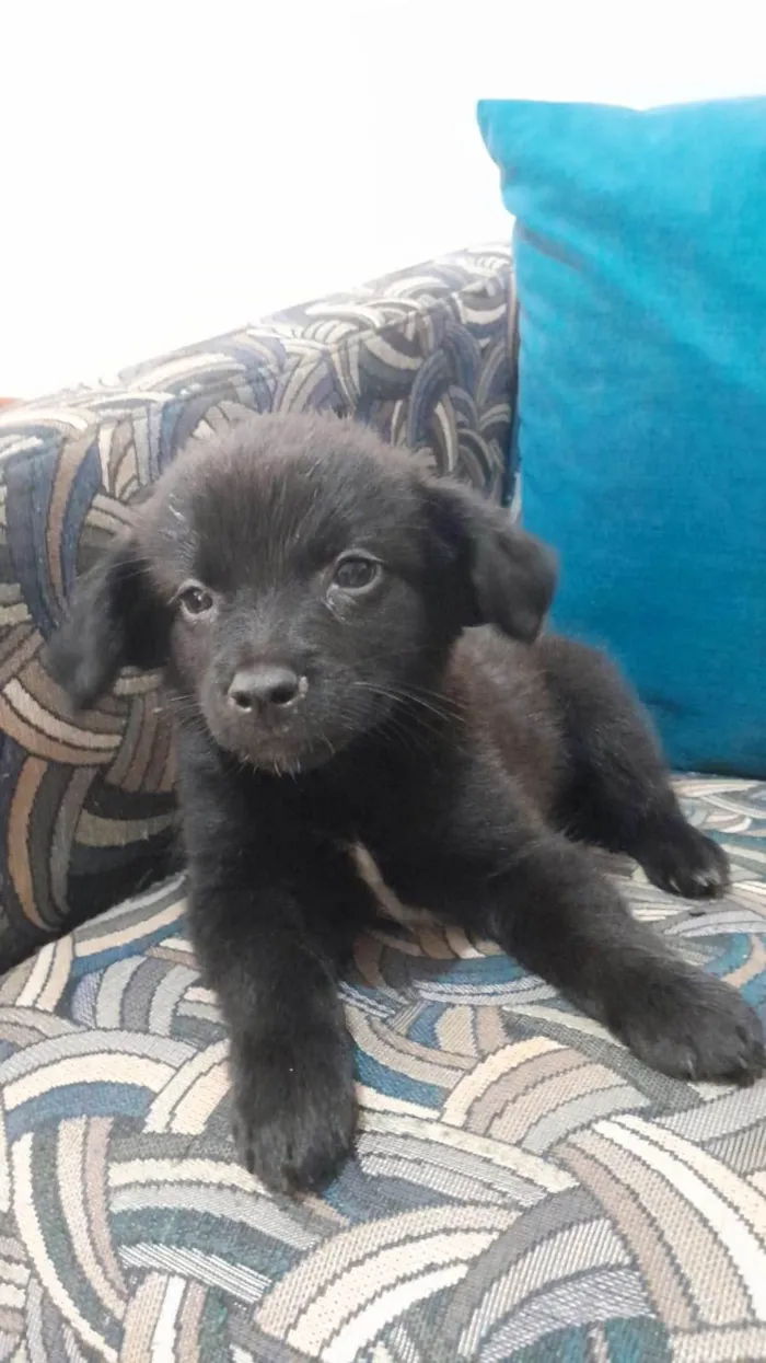 Cachorro ra a SRD-ViraLata idade Abaixo de 2 meses nome Bob