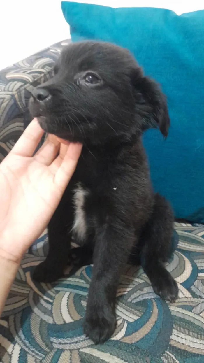 Cachorro ra a SRD-ViraLata idade Abaixo de 2 meses nome Bob