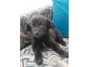 Cachorro raça SRD-ViraLata idade Abaixo de 2 meses nome Bob