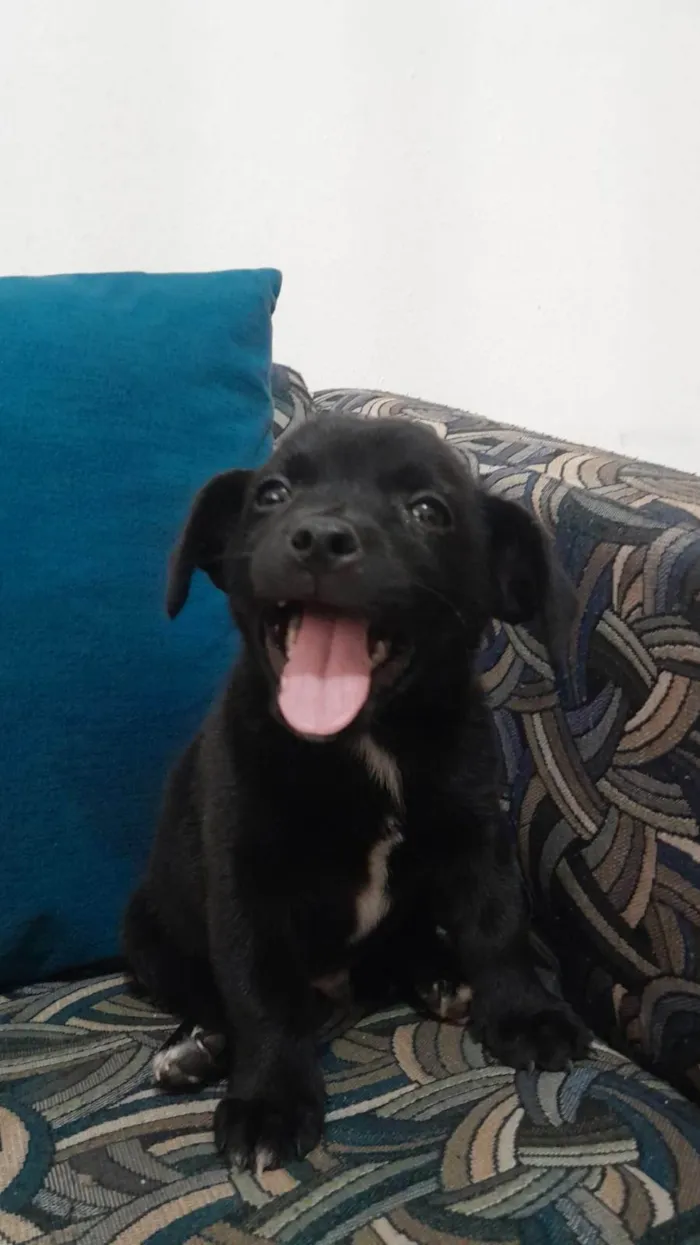 Cachorro ra a SRD-ViraLata idade Abaixo de 2 meses nome Pingo